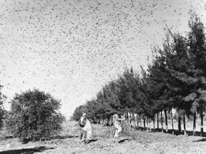 grasshoppers1939